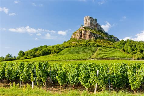 Unveiling the Secret: Exploring Aligoté Grape Variety in Burgundy