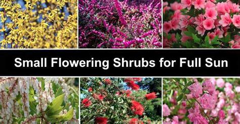 16 Small Flowering Shrubs For Full Sun (With Pictures) - Identification