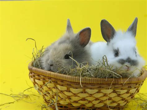 Can Rabbit Eat Rice: Rice's Impacts on Rabbit's Health - DiscoveryNatures