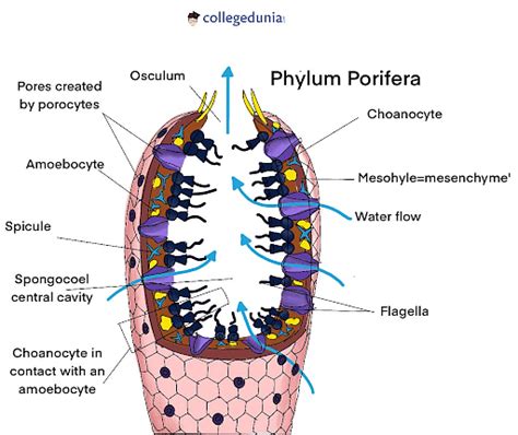 Phylum Porifera: Characteristics, Classification & Examples