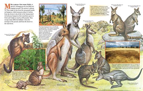 So Many Kangaroos! - NWF | Ranger Rick