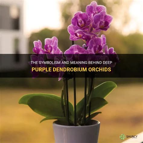 The Symbolism And Meaning Behind Deep Purple Dendrobium Orchids | ShunCy