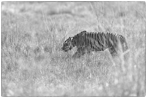 Kanha Tiger Reserve - A first for me - FM Forums