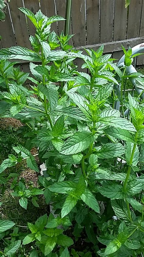 Spearmint | Plants, Garden, Herbs