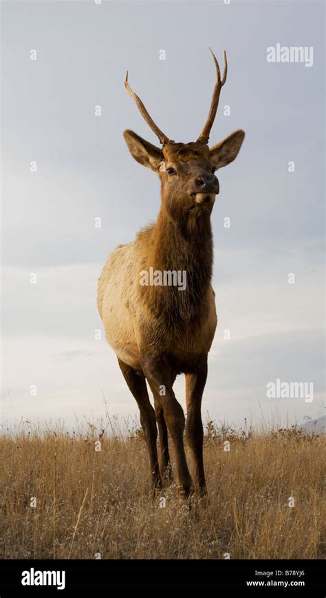 Young Male Elk with Horns Standing National Bison Range Charlo Montana ...