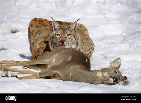 Lynx (Lynx lynx), male with prey, roe deer (Capreolus capreolus), enlosure, captive, Thuringia ...