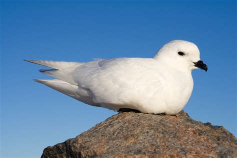 Snow petrel - Wikipedia