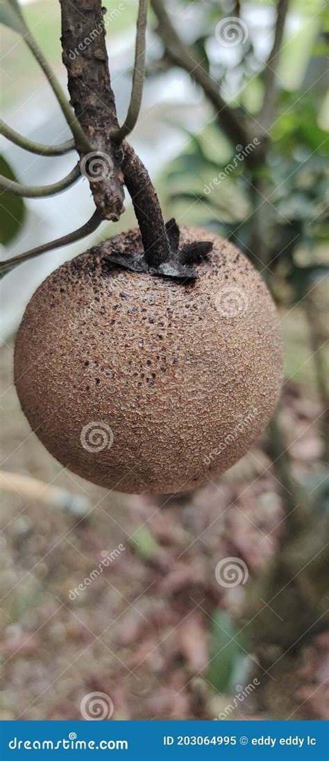 Ciku fruit tree stock image. Image of green, tree, sweet - 203064995