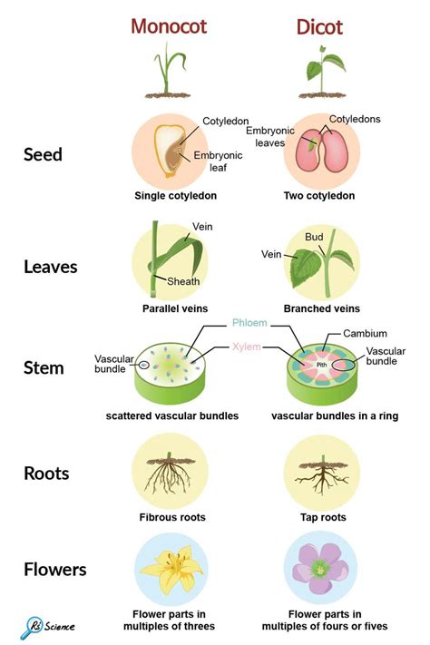 Monocot vs Dicot plants - Rs' Science