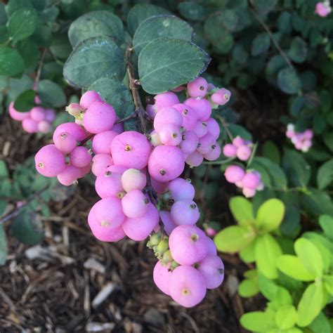 Image result for symphoricarpos proud berry | White flower farm, Berry ...