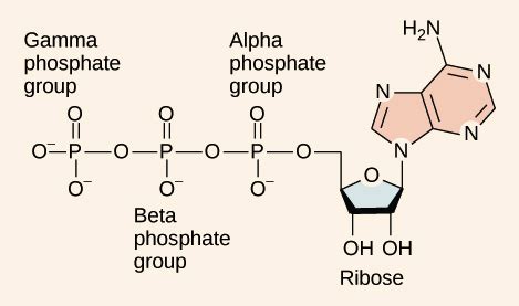 Phosphate Group Diagram