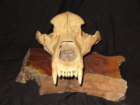 Cave Bear Skull for Sale