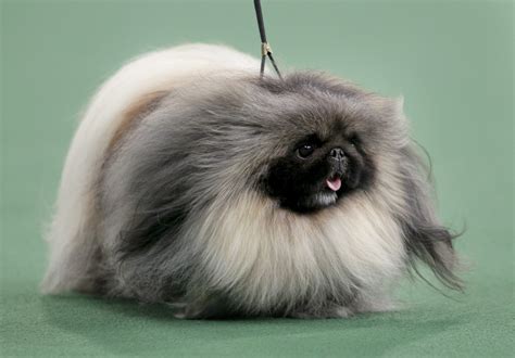 Perky Pekingese claims Westminster’s top prize | The Spokesman-Review