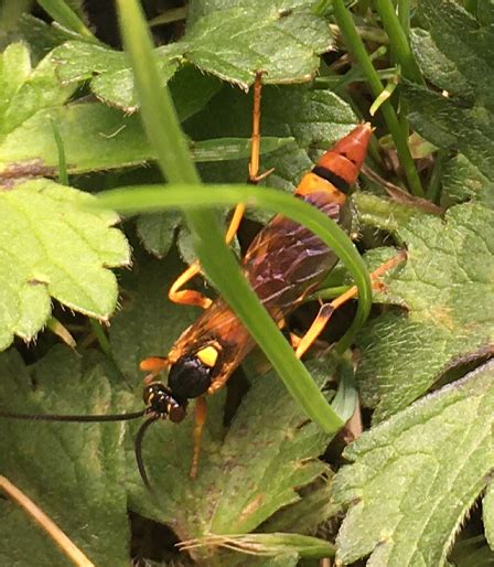 Ichneumon wasp - PEST CONTROL CANADA