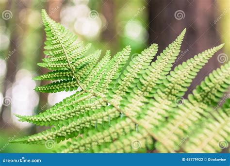 Close up of fern seeds stock photo. Image of lush, clean - 45779922