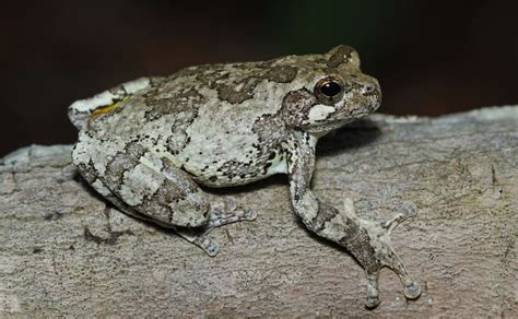 What is a Gray Tree Frog? - Animal Media Foundation