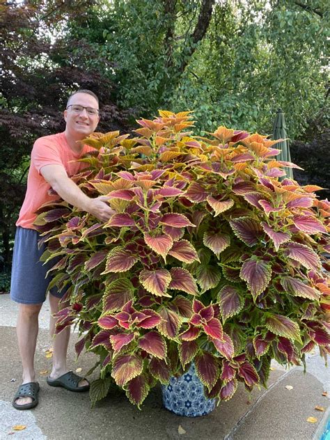 coleus-colorblaze-golden-dreams-sun | Container gardening flowers ...