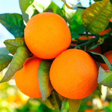 Seville Orange Tree [CTR004] : Pomona Fruits