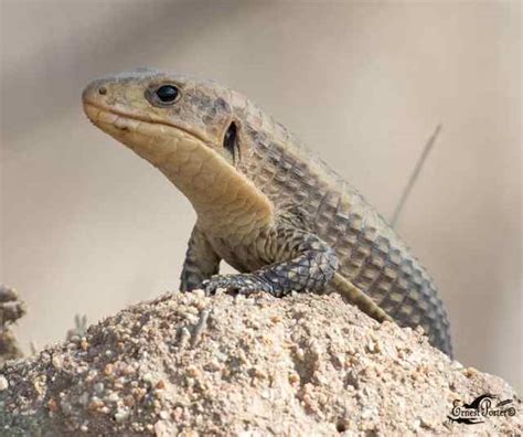 The Ultimate Sudan Plated Lizard Care Guide | ReptiFiles