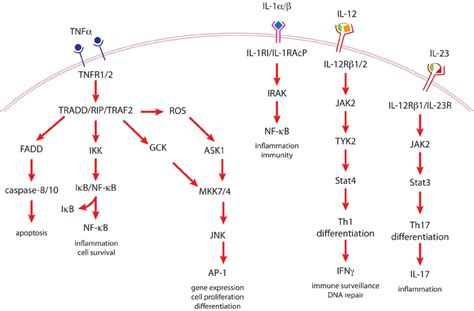 Cytokine signaling pathways important in tumor promotion. | Download ...