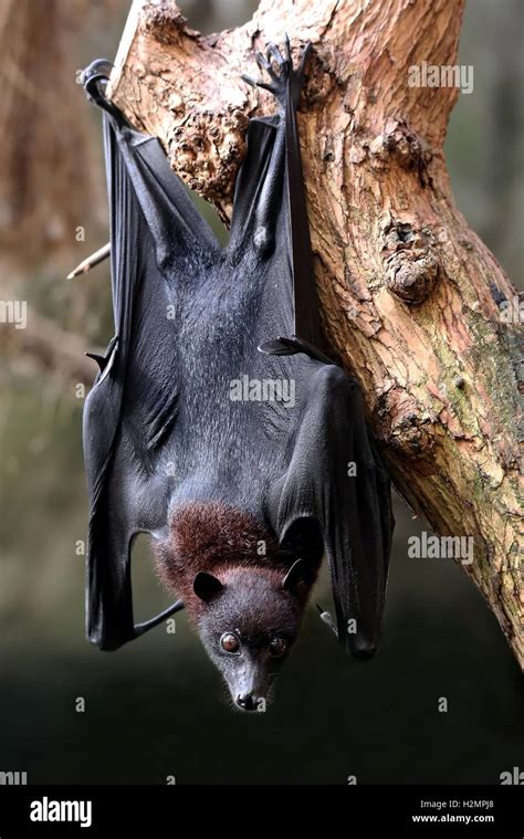 Flying fox bat Stock Photo - Alamy