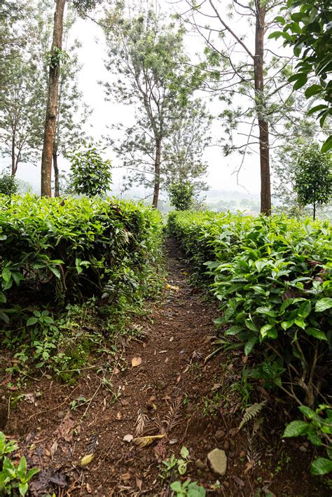 Tea Plantation | Puncak Gunung Mas Tea Gardens | Barry Eggleton | Flickr