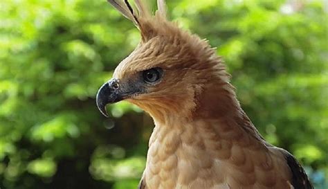 Elang Jawa, Burung Luar Biasa yang Ternyata Jadi Simbol Garuda pada Pancasila - Boombastis