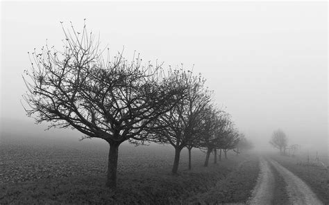 Download Foggy Tree Line Depression Wallpaper | Wallpapers.com