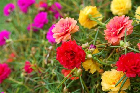 Portulaca grandiflora (Moss Rose)