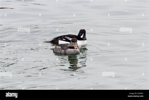 Common Goldeneye, male and female Stock Photo - Alamy