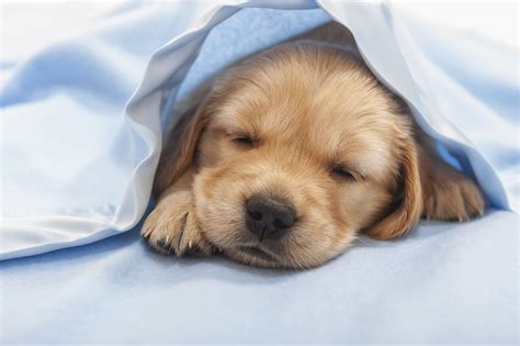 What Time Should I Put My Puppy to Bed? | Cuteness | Sleeping puppies, Golden retriever ...