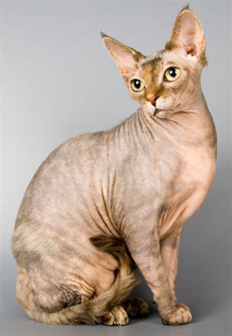 20+ Sphynx Cat With Fur - Furry Kittens