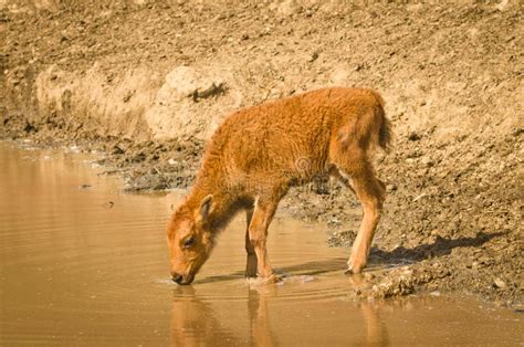 A Newborn Bison Calf at the Water Stock Image - Image of grazing, connection: 260831541