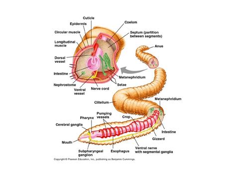 Dissection Of A Worm