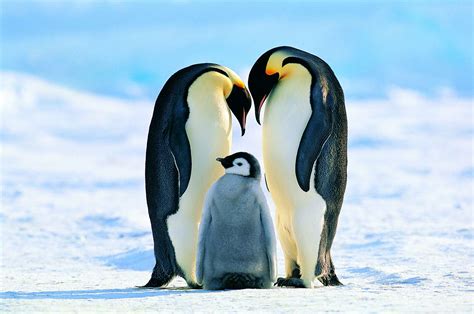 Emperor Penguin Facts (Aptenodytes forsteri)