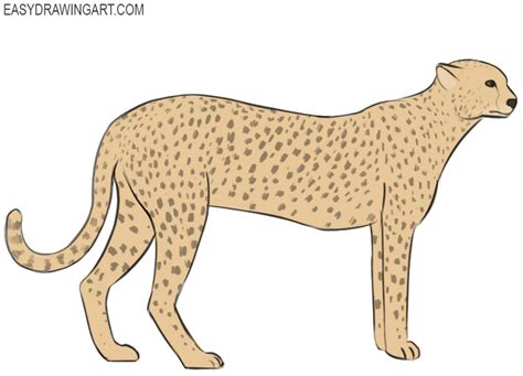 How To Draw A Cheetah Step By - Nerveaside16