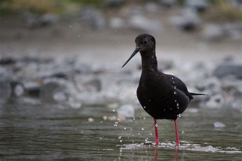 Bird Identification - New Zealand Bird Atlas