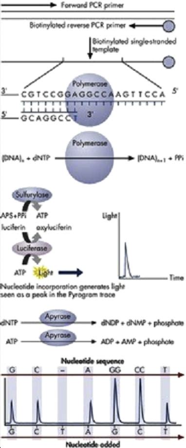 Molecular Pathology Techniques (PDF Download Available)