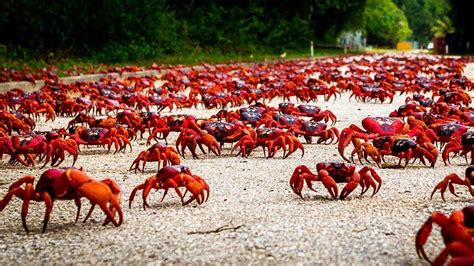 The Amazing Red Crab of Christmas Island - YouTube