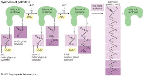 acid hydrolysis of fats and oils