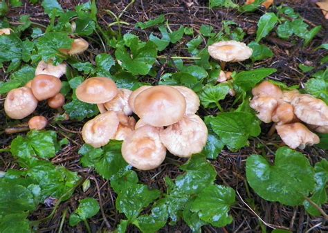 Fairy ring mushrooms — Creative Sustenance