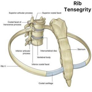 Thoracic Rings and Treatment