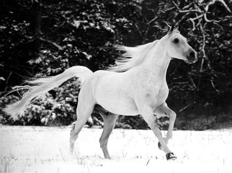 HD Animals Wallpapers: White horse Wallpapers