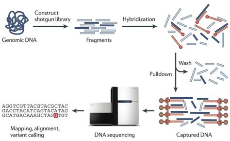 Exome Sequencing | Whole Exome Sequencing Cost | SNP Genotyping ...