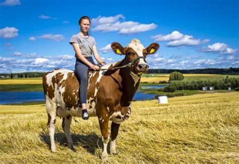 Can You Ride A Cow? How To Train A Cow To Ride? - Sand Creek Farm