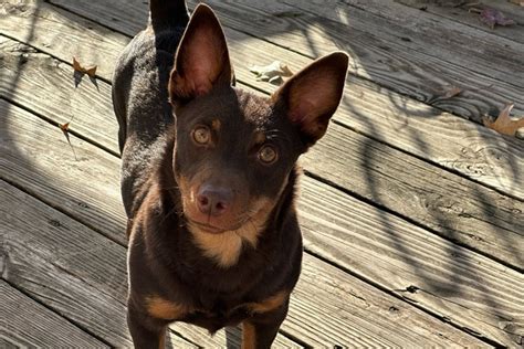 Meet the Lancashire Heeler, AKC's Newest Recognized Dog Breed ...