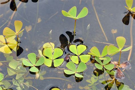 Marsilea quadrifolia Vierblättriger Kleefarn Marsilka čtyřlistá