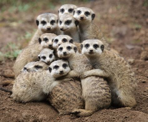 Cute!: Meerkat family photo!