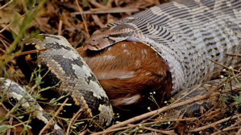 Así caza y devora la serpiente más grande del mundo a un ciervo de 30 kilos | Marca.com