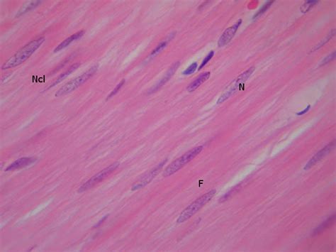 Histología en Imágenes : TEJIDO MUSCULAR LISO